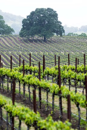 Framed Oak and Vines Print