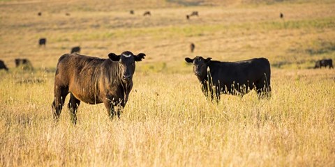 Framed Out Standing in their Field Print