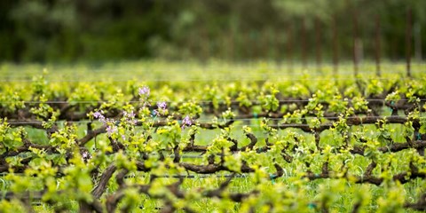 Framed Signs of Spring Print