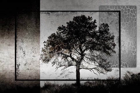 Framed July Tree Print