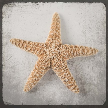 Framed Vintage Natuical Set 3 Print