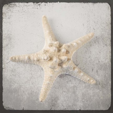 Framed Vintage Natuical Set Print