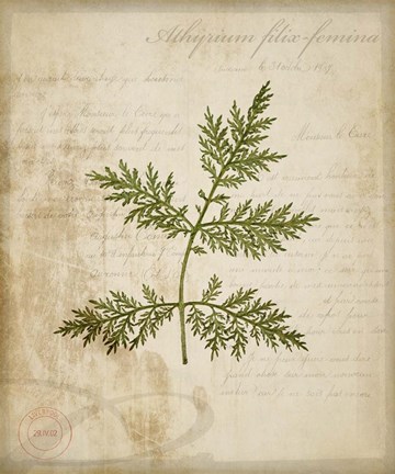 Framed Scientific Plant 1 Print