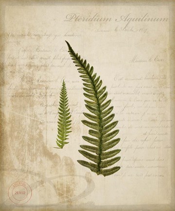 Framed Scientific Plant 5 Print