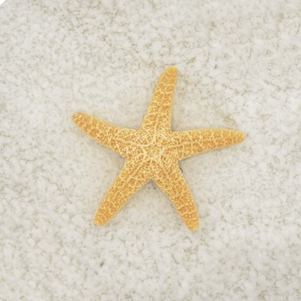 Framed Gypsy Sea Life 2 Print