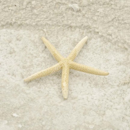 Framed Gypsy Sea Life 3 Print