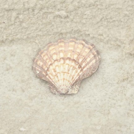 Framed Gypsy Sea Life 4 Print