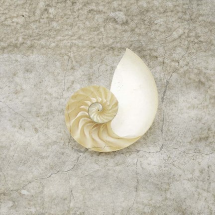 Framed Gypsy Sea Life V1 Print