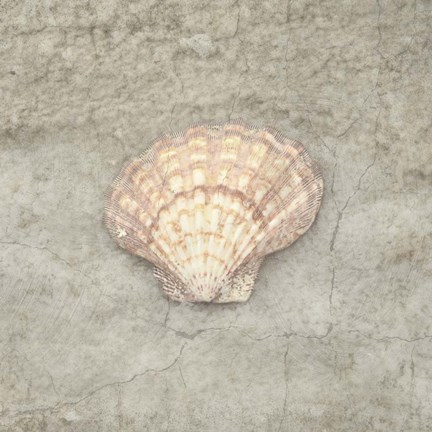 Framed Gypsy Sea Life V3 Print