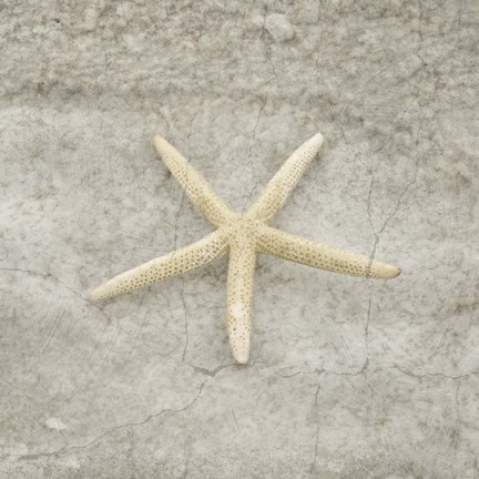 Framed Gypsy Sea Life V4 Print