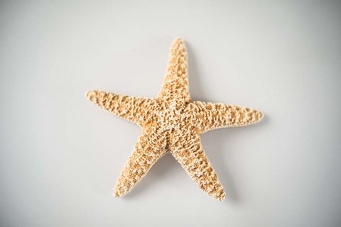 Framed Sea Star 4 Print