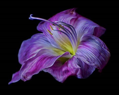 Framed Hot Pink Lily Print