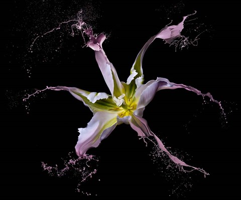 Framed Twirling Tulip Print