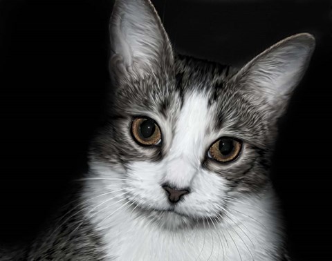 Framed House Cat Print