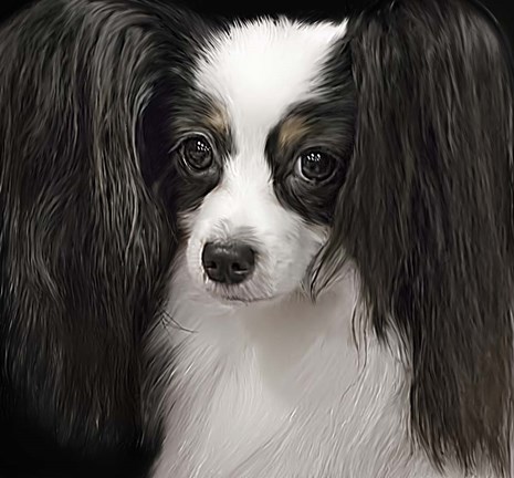 Framed Papillion Print