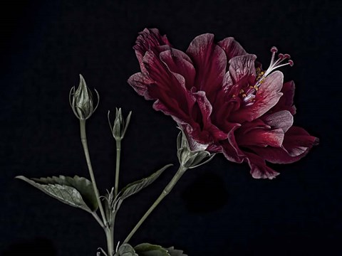 Framed Hibiscus Print