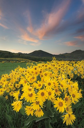 Framed Methow Valley Wildflowers I Print