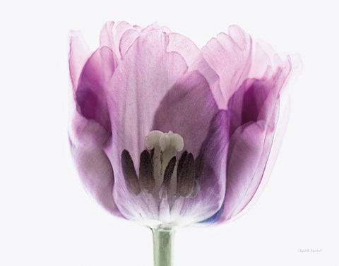 Framed Inside Out II Print