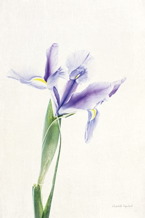 Framed Light and Bright Floral IV Print