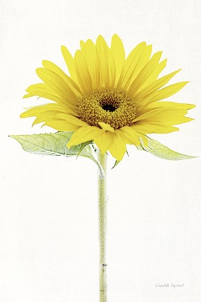 Framed Light and Bright Floral VIII Print