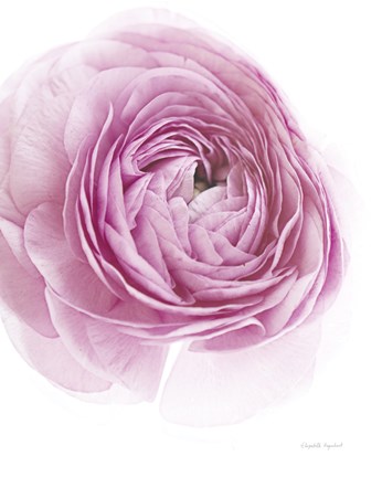 Framed Pink Lady III Print