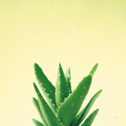 Framed Succulent Simplicity V Print