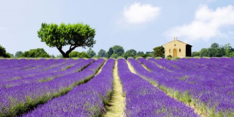 Framed Lavender Fields, France Print