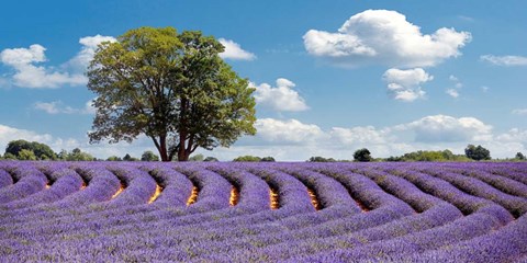 Framed Lavender Field in Provence, France Print