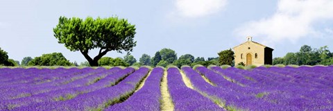 Framed Lavender Fields, France Print