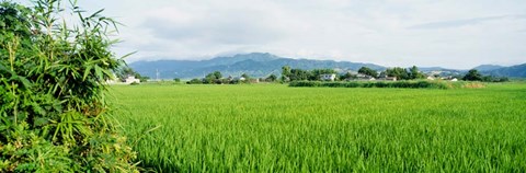 Framed Rice Field at Sunrise, Kyushu, Japan Print
