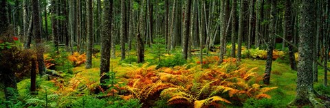 Framed Cinnamon Ferns and Red Spruce Trees in Autumn, Acadia National Park, Maine Print