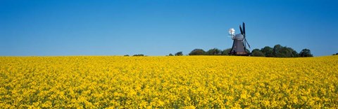 Framed Oilseed Rape Crop with a Traditional windmill, Germany Print