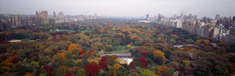 Framed Trees in a Park, Central Park, Manhattan Print