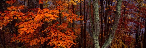 Framed Trees in Forest, Great Smoky Mountains National Park, North Carolina Print