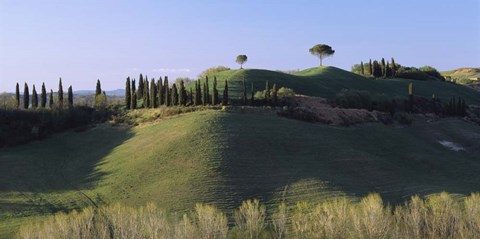 Framed Trees on Rolling Green Hills, Tuscany, Italy Print