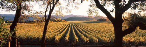 Framed Vines in Far Niente Winery, Napa Valley, California Print