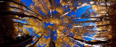Framed Low Angle View of Aspen Trees in the Forest, Alpine Loop, Colorado Print
