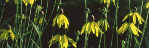 Framed Black-eyed Susan Blooming Print