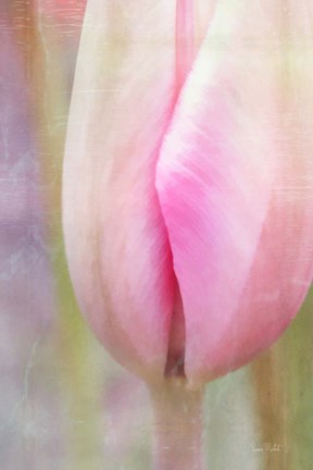 Framed Spring Beauty III Print