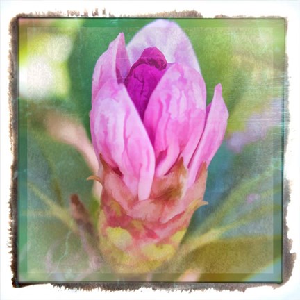 Framed Spring Bud Print