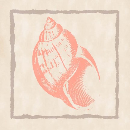 Framed Shell IV Print