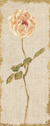 Framed Pale Rose Panel on White Vintage v2 Print