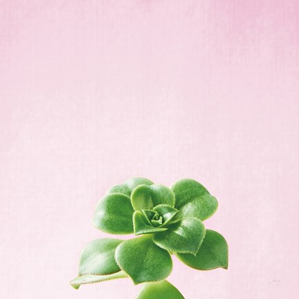 Framed Succulent Simplicity VII on Pink Print