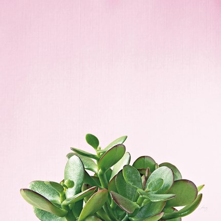 Framed Succulent Simplicity III on Pink Print