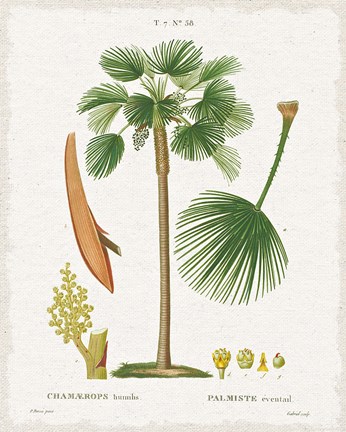 Framed Island Botanicals I Print
