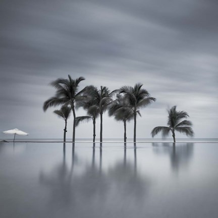 Framed 7 Palmeras Print