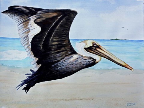 Framed Large Pelican Print