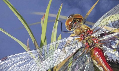 Framed Gem Wings Print