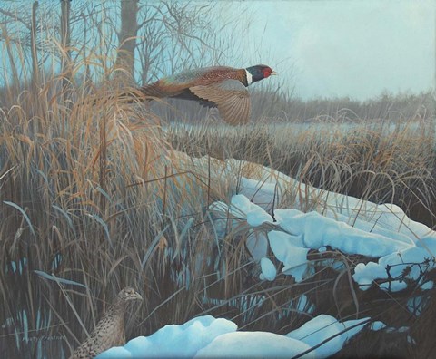 Framed Pheasent Print