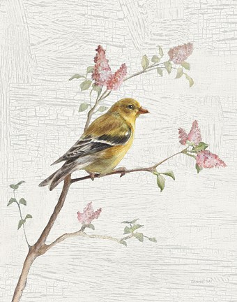 Framed Female Goldfinch Vintage v2 Print